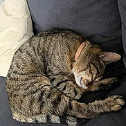 Oslo participe au concours pour gagner de l'argent avec cette photo : cat, tabby, sleeping, curled_up, collar, couch, pillow, domestic, pet, feline, striped, fur, whiskers, relaxed, indoor, cozy, resting, animal, mammal, quiet