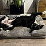 dog, black_and_white, lying_down, dog_bed, stretching, indoor, wooden_floor, plant, furniture, cozy, pet, relaxed, canine, upside_down, home, comfortable, paw, bed, resting, houseplant
