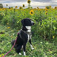Cheyenne participe au concours pour gagner de l'argent avec cette photo : dog, black_and_white, sunflower, field, grass, leash, outdoor, nature, flower, plant, cloudy_sky, sitting, pet, collar, greenery, summer, landscape, canine, flora, scenery