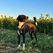 Cheyenne a rejoint le concours — aidez-le/la à gagner de superbes lots ! animal, black_and_white, canine, clear_sky, daylight, dog, field, flora, grass, happy, leash, nature, outdoor, pet, plants, standing, summer, sunflowers, sunlight, sunshine