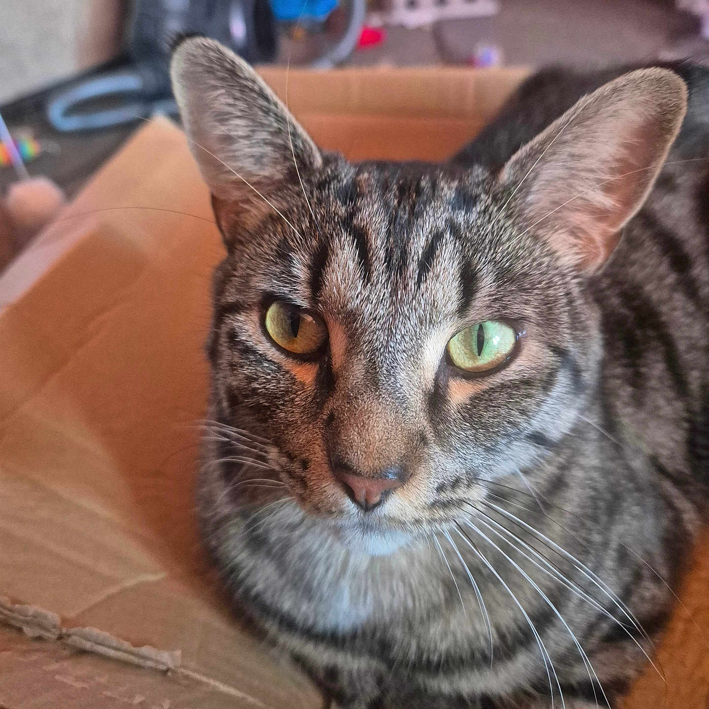 Teddy joined the competition — help win amazing prizes! animal, box, cardboard, cat, close_up, curious, domestic, ears, eyes, feline, fur, home, indoor, mammal, pet, portrait, relaxed, sitting, tabby, whiskers