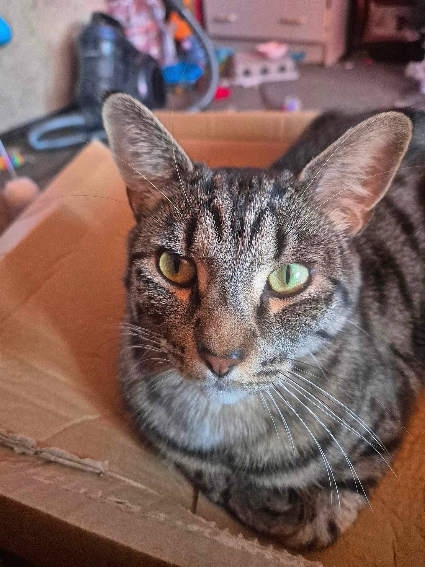 Teddy joined the competition — help win amazing prizes! cat, tabby, close_up, indoor, box, pet, animal, whiskers, fur, ears, eyes, domestic, mammal, relaxed, feline, home, curious, portrait, sitting, cardboard
