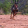 Aryia participe au concours pour gagner de l'argent avec cette photo : dog, running, outdoor, nature, terrain, rocks, greenery, happy, tongue_out, ears_up, animal, pet, active, landscape, grass, hill, wild, energetic, canine, daylight