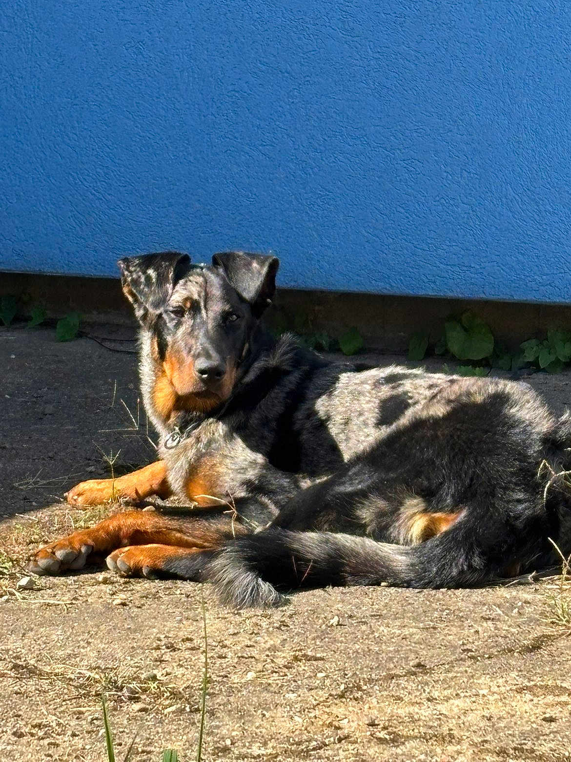 Aryia participe au concours pour gagner de l'argent avec cette photo : dog, outdoor, sunlight, relaxed, speckled_coat, animal, pet, grass, concrete, blue_wall, ears, fur, lying_down, collar, shadow, nature, daytime, canine, alert, background