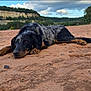 Aryia a rejoint le concours — aidez-le/la à gagner de superbes lots ! dog, lying_down, sand, outdoor, nature, landscape, cliff, trees, clouds, sky, animal, resting, canine, brown, black, speckled, quiet, peaceful, scenery, daytime