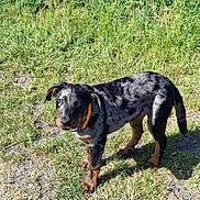Aryia a rejoint le concours — aidez-le/la à gagner de superbes lots ! puppy, dog, grass, outdoor, sunlight, collar, pet, animal, young_dog, curious, brown, black, spotted, ears, tail, four_legs, nature, ground, daylight, canine