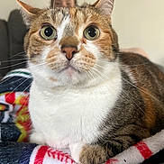 Amelia is registered to the contest to win money with this photo: animal, blanket, blurred_background, cat, close_up, cozy, cute, domestic_cat, eyes, face, feline, fur, indoor, mammal, person, pet, relaxed, sitting, tabby, whiskers