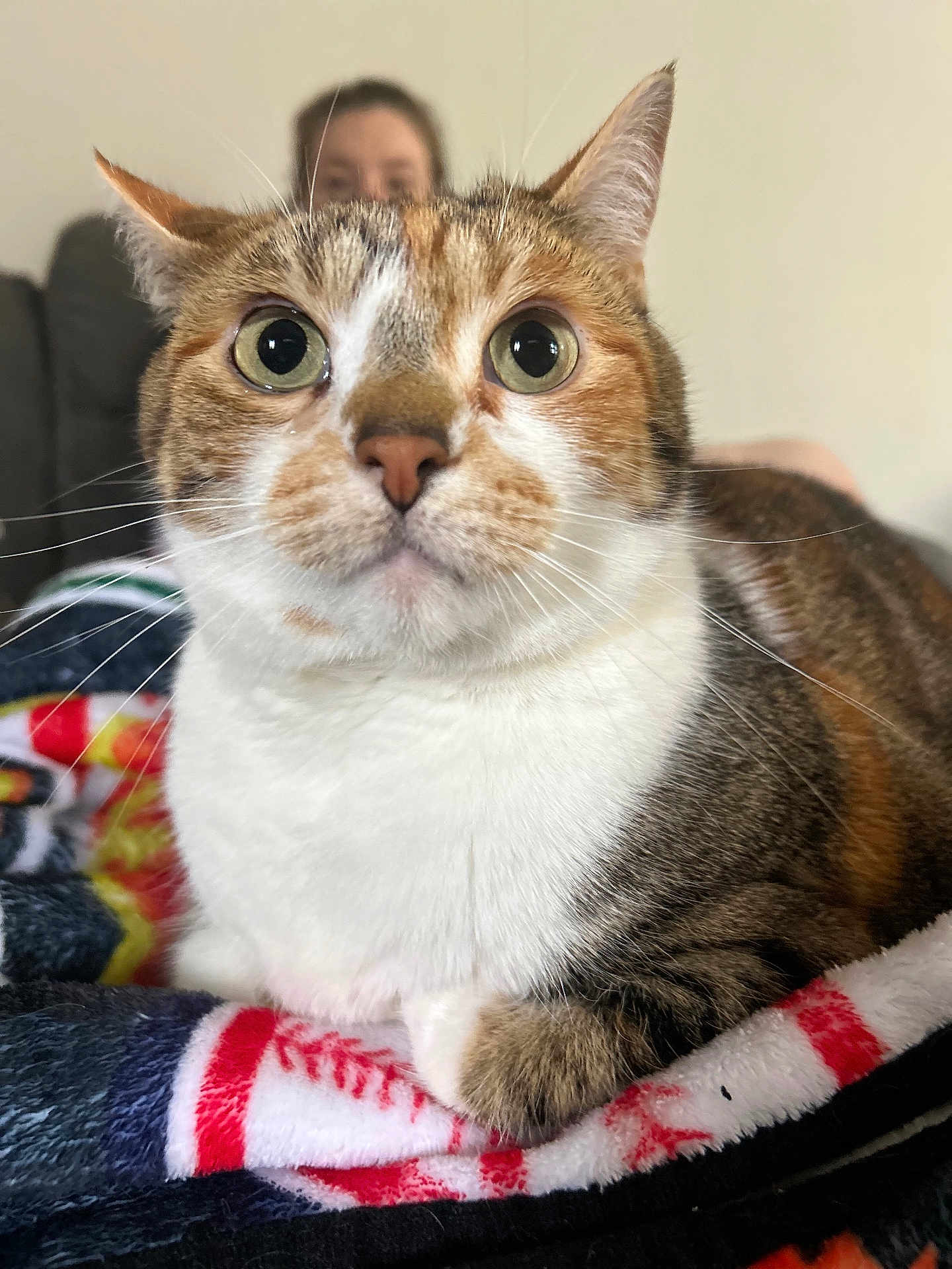 Amelia is registered to the contest to win money with this photo: animal, blanket, blurred_background, cat, close_up, cozy, cute, domestic_cat, eyes, face, feline, fur, indoor, mammal, person, pet, relaxed, sitting, tabby, whiskers