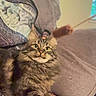 cat, tabby, fluffy, pet, indoor, couch, pillow, quilt, toy, playful, feline, fur, whiskers, relaxed, alert, home, animal, mammal, cute, domestic