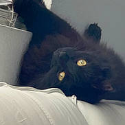 Tinky is registered to the contest to win money with this photo: animal, black_cat, close_up, cozy, curious, domestic_cat, feline, fluffy, home, indoor, paw, pet, relaxed, resting, soft_fur, stretching, upside_down, white_surface, window, yellow_eyes