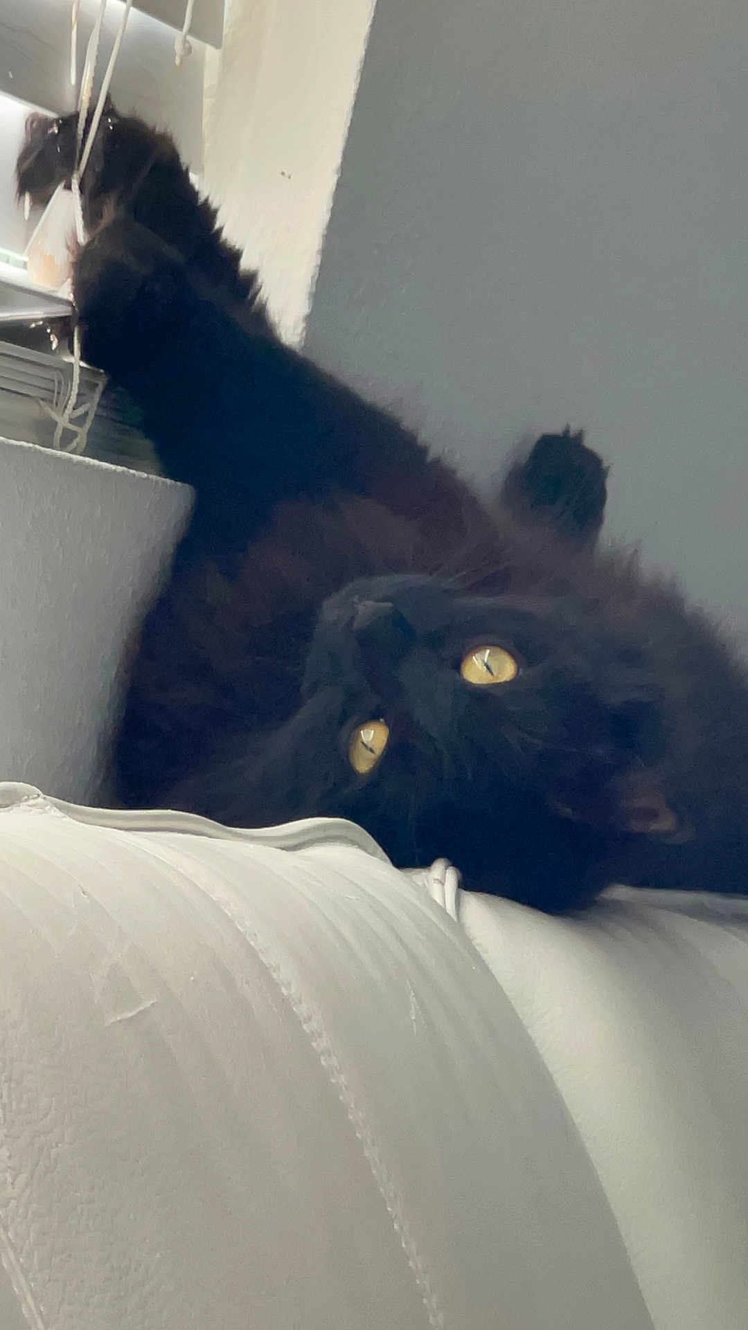Tinky is registered to the contest to win money with this photo: animal, black_cat, close_up, cozy, curious, domestic_cat, feline, fluffy, home, indoor, paw, pet, relaxed, resting, soft_fur, stretching, upside_down, white_surface, window, yellow_eyes