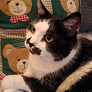 Onyx a rejoint le concours — aidez-le/la à gagner de superbes lots ! animal, black_and_white, cat, close_up, cozy, cushion, cute, domestic_cat, fabric, fur, indoor, mammal, pet, portrait, relaxed, resting, soft_texture, teddy_bear_pattern, whiskers, yellow_eyes