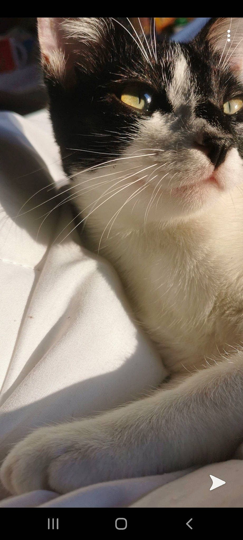 Pina participe au concours pour gagner de l'argent avec cette photo : carnivore, cat, close_up, felidae, fur, ojos_azules, ragdoll, small_to_medium_sized_cats, snout, snowshoe, whiskers