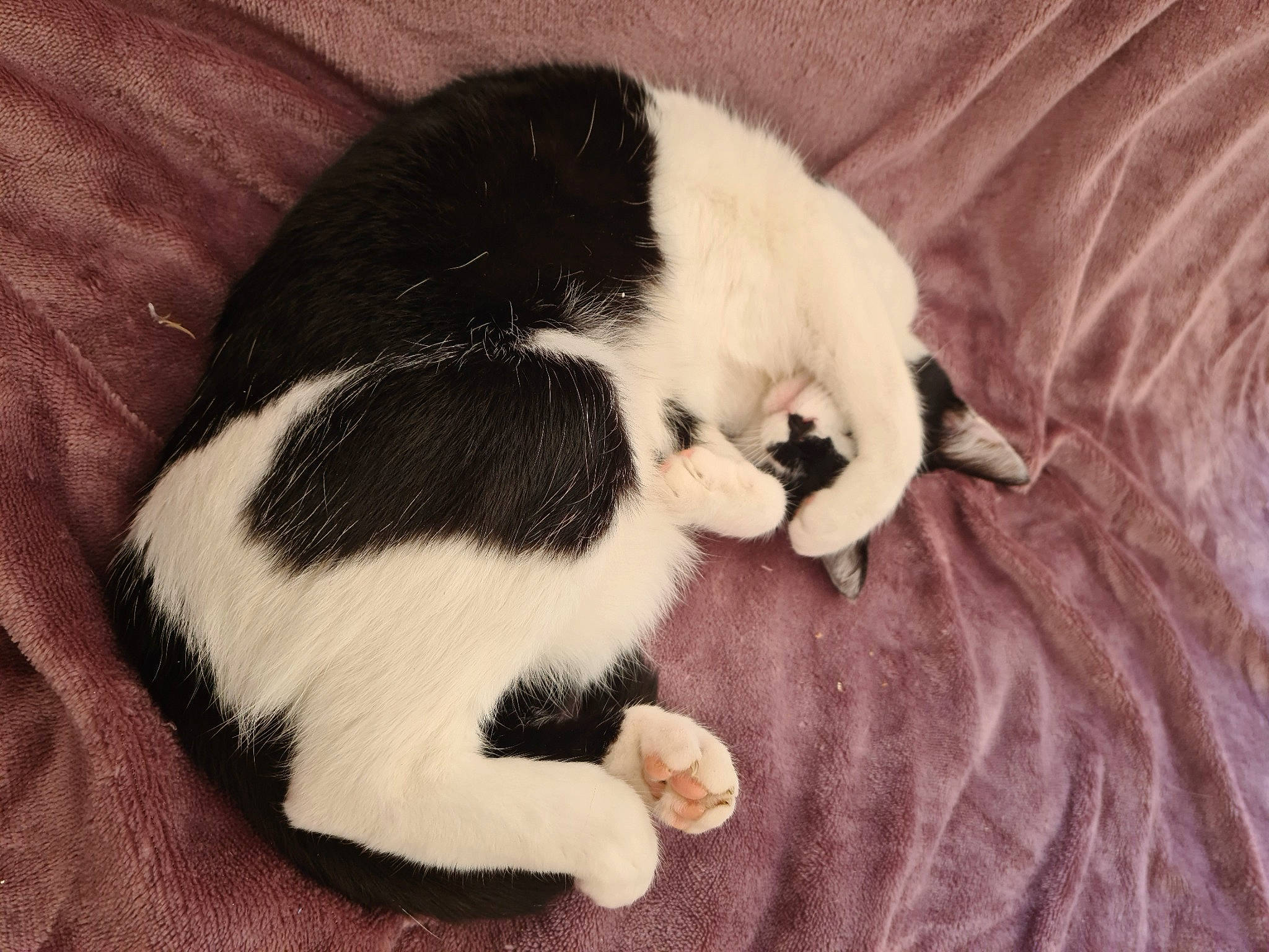 Pina a rejoint le concours — aidez-le/la à gagner de superbes lots ! carnivore, cat, claw, fawn, felidae, fur, kitten, nap, paw, small_to_medium_sized_cats, tail, whiskers