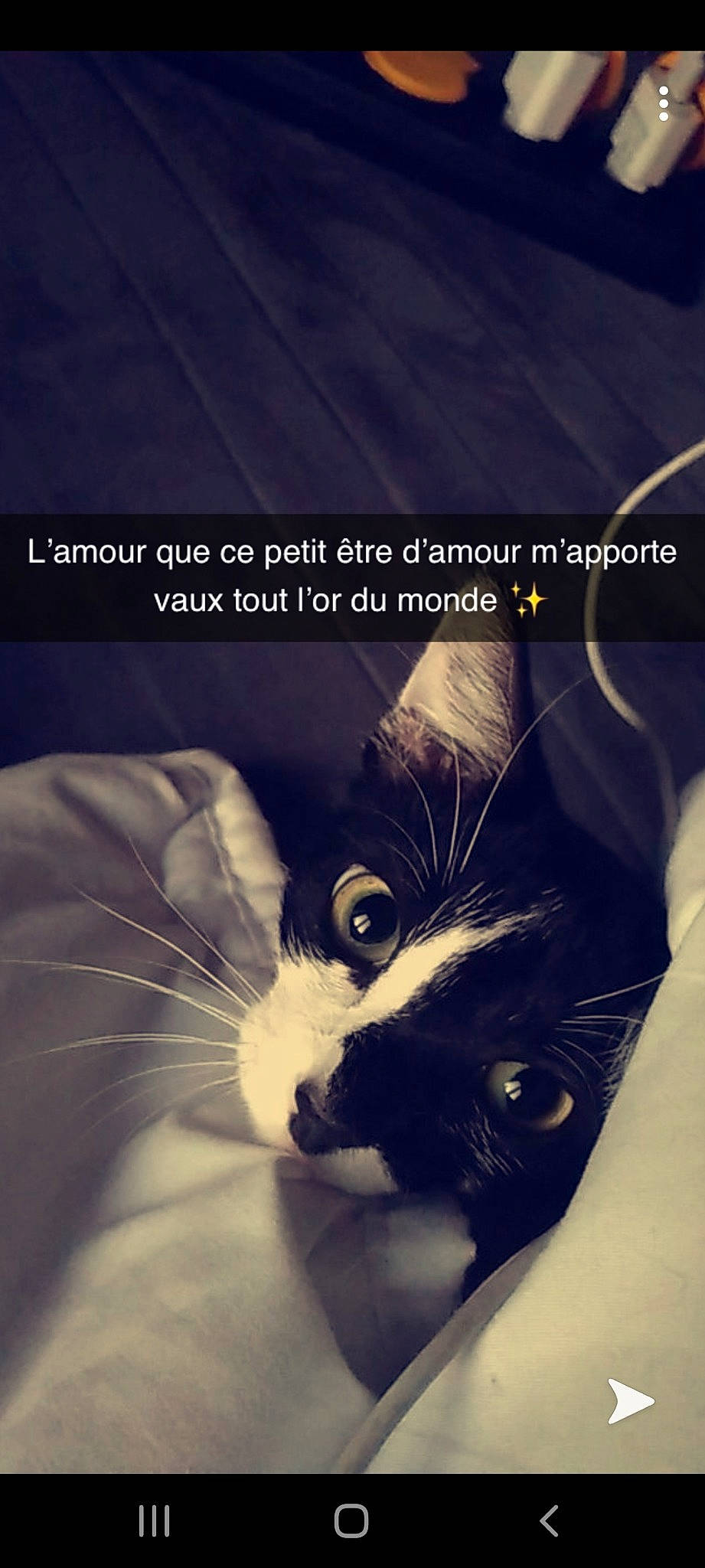 Pina participe au concours pour gagner de l'argent avec cette photo : black_cat, carnivore, cat, eye, felidae, fur, kitten, photo_caption, photography, small_to_medium_sized_cats, snout, whiskers