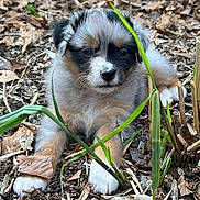 Blueberry a rejoint le concours — aidez-le/la à gagner de superbes lots ! puppy, dog, outdoor, grass, leaves, cute, animal, pet, fur, nature, young, small, adorable, brown, white, black, curious, leaf_litter, playful, sitting
