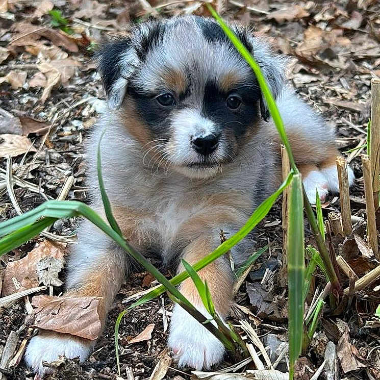 Blueberry a rejoint le concours — aidez-le/la à gagner de superbes lots ! puppy, dog, outdoor, grass, leaves, cute, animal, pet, fur, nature, young, small, adorable, brown, white, black, curious, leaf_litter, playful, sitting