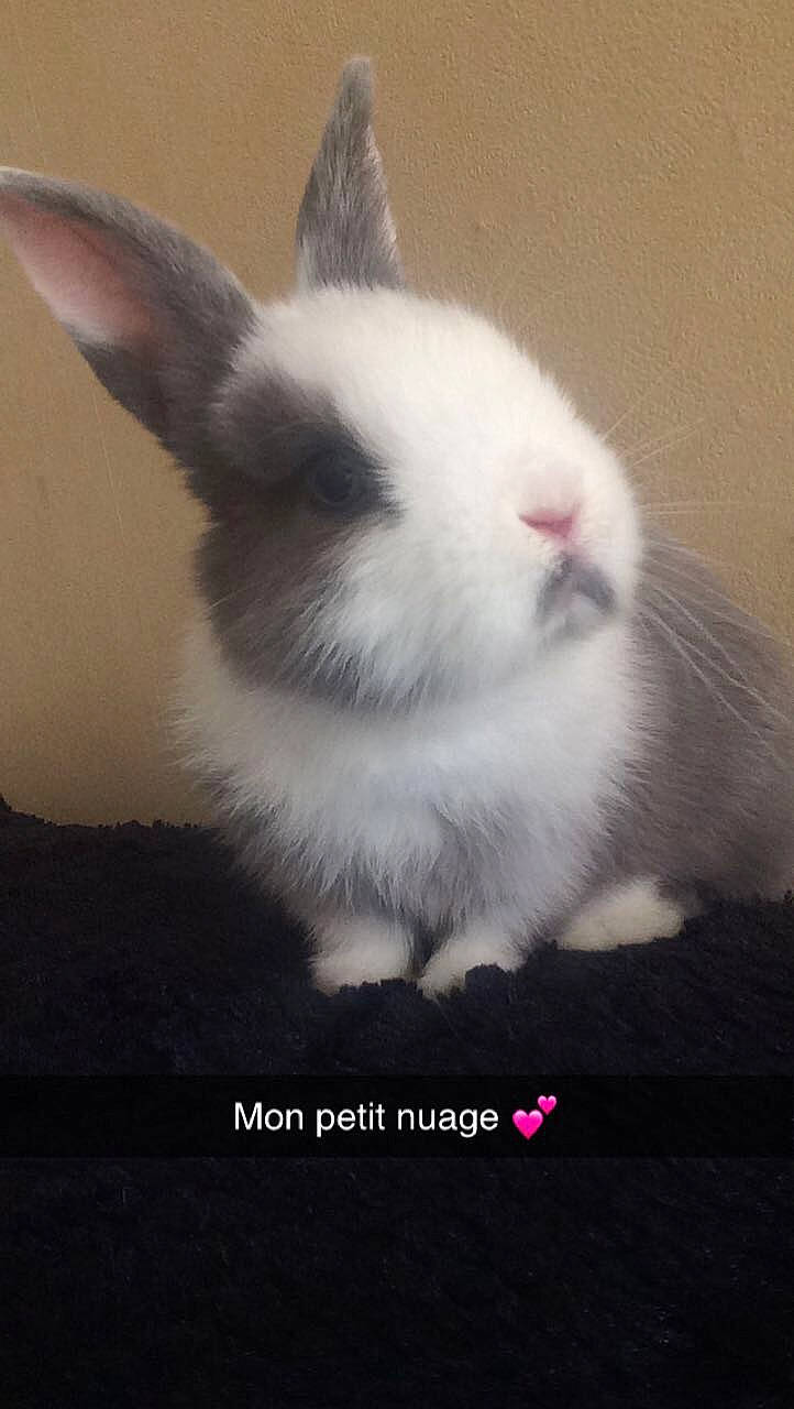 Nuage a rejoint le concours — aidez-le/la à gagner de superbes lots ! domestic_rabbit, ear, hare, mammal, rabbit, rabbits_and_hares, vertebrate, whiskers