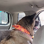 Vixen is registered to the contest to win money with this photo: dog, dog_face, bandana, car_interior, seat, window, looking_out, panting, tongue, fur, backseat, headrest, leash, collar, pet, travel, transport, canine, adventure, roadtrip