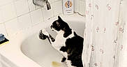 Steel joined the competition — help win amazing prizes! animal, bathroom, bathtub, black_and_white, cat, cleaning_brush, curious, drain, faucet, floor, handle, indoor, paw, pet, shower_curtain, sink_area, soap_bottle, tiles, wall, white