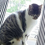 Steel is registered to the contest to win money with this photo: animal, cat, curtains, domestic_cat, feline, gray_fur, home_interior, house, indoor, looking_down, natural_light, pet, quiet, sitting, striped_curtains, tabby_cat, tail, white_fur, window, windowsill