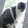 animal, cat, curtains, domestic_cat, feline, gray_fur, home_interior, house, indoor, looking_down, natural_light, pet, quiet, sitting, striped_curtains, tabby_cat, tail, white_fur, window, windowsill