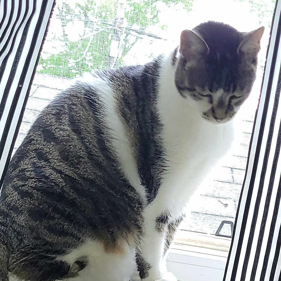 Steel is registered to the contest to win money with this photo: animal, cat, curtains, domestic_cat, feline, gray_fur, home_interior, house, indoor, looking_down, natural_light, pet, quiet, sitting, striped_curtains, tabby_cat, tail, white_fur, window, windowsill
