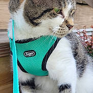 Steel joined the competition — help win amazing prizes! cat, tabby_cat, harness, leash, turquoise_harness, green_eye, whiskers, paws, fur, close_up, wooden_deck, porch, stairs, outdoor, pet, sitting, portrait, ears, nose, sunlight