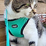 cat, tabby_cat, harness, leash, turquoise_harness, green_eye, whiskers, paws, fur, close_up, wooden_deck, porch, stairs, outdoor, pet, sitting, portrait, ears, nose, sunlight
