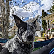 Kahluuah is registered to the contest to win money with this photo: black_and_white, clouds, collar, daytime, dog, fence, flowers, grass, hammock, house, legs, nature, outdoor, person, pet, porch, relaxing, sky, sunny, tree
