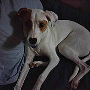 Harlee is registered to the contest to win money with this photo: animal, bed, brown_patch, canine, collar, companion, dog, domestic, ears, fur, indoor, looking_up, lying_down, nail, paw, pet, pillow, relaxed, snout, white