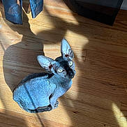 Baby joined the competition — help win amazing prizes! sphynx_cat, cat, hairless_cat, wooden_floor, sunlight, shadow, indoor, pet, animal, ears, wrinkled_skin, curtain, window_light, flooring, feline, relaxing, looking_up, domestic_cat, sunbeam, home