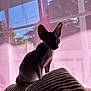 Baby joined the competition — help win amazing prizes! sphynx_cat, cat, silhouette, indoor, window, curtain, pink, pillow, ribbed_texture, pet, animal, feline, shadow, sunlight, cozy, soft_light, quiet, resting, domestic, calm