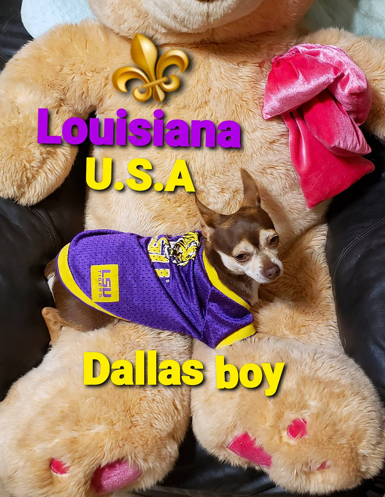 Dallas is registered to the contest to win money with this photo: companion_dog, dog_breed, dog_supply, fashion_accessory, fawn, font, foot, fur, happy, jewellery, magenta, paw, photo_caption, pink, plush, stuffed_toy, terrestrial_animal, toy, toy_dog, working_animal