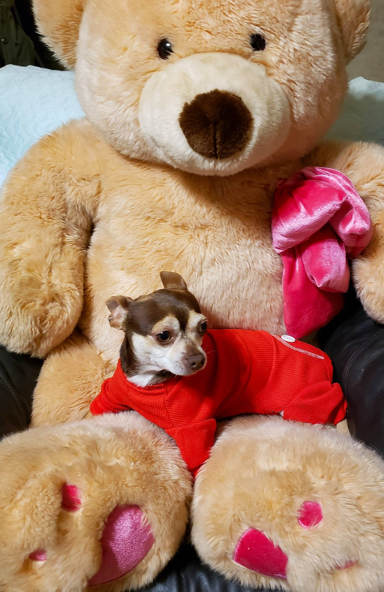 Dallas joined the competition — help win amazing prizes! carnivore, companion_dog, dog, dog_supply, fawn, fur, magenta, mammal, pet_supply, pink, plush, red, snout, stuffed_toy, teddy_bear, terrestrial_animal, textile, toy, vertebrate, white