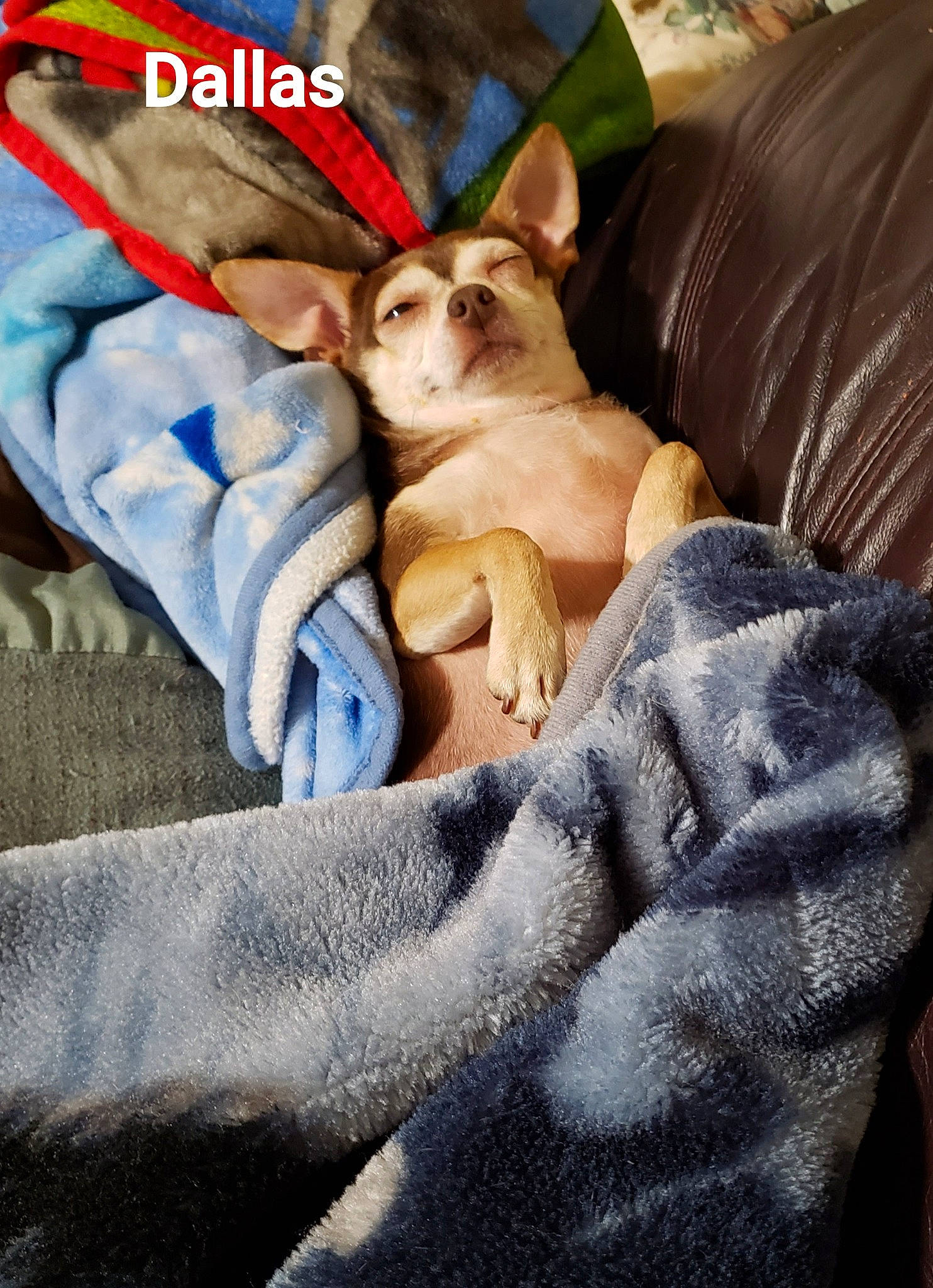 Dallas joined the competition — help win amazing prizes! bedding, carnivore, chihuahua, comfort, companion_dog, corgi_chihuahua, couch, dog, dog_breed, dog_supply, duvet, fawn, felidae, fur, linens, paw, small_to_medium_sized_cats, toy_dog, whiskers, working_animal