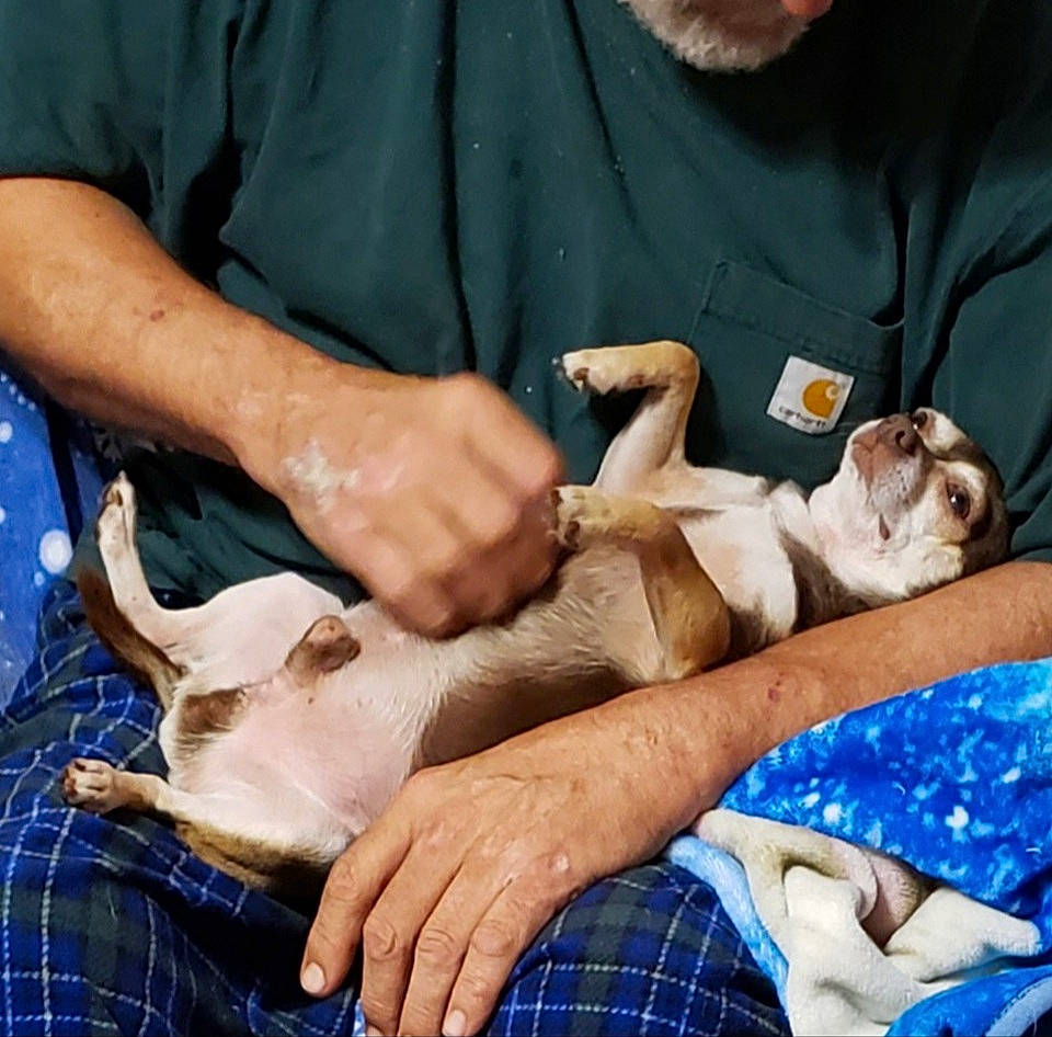 Dallas joined the competition — help win amazing prizes! canidae, comfort, companion_dog, dog_breed, fawn, felidae, fur, mammal, medical_procedure, pattern, plaid, service, small_to_medium_sized_cats, sporting_group, tartan, veterinarian, wildlife_biologist, wrist