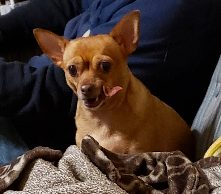 Luna is registered to the contest to win money with this photo: canidae, carnivore, chihuahua, comfort, companion_dog, corgi_chihuahua, dog, dog_breed, dog_supply, ear, fawn, fur, non_sporting_group, russkiy_toy, snout, sporting_group, terrestrial_animal, toy_dog, whiskers, working_animal