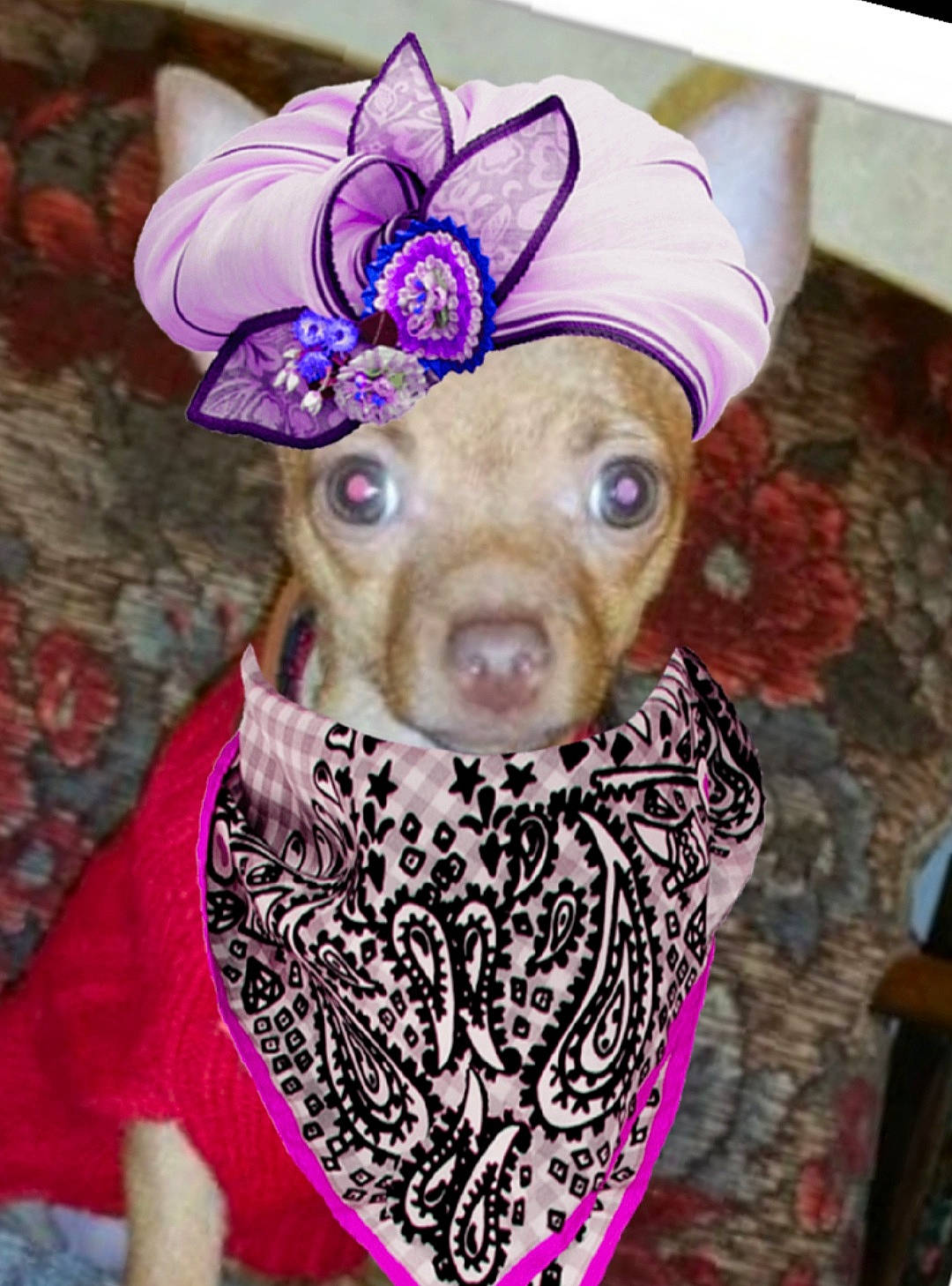 Luna is registered to the contest to win money with this photo: art, costume, costume_hat, event, fashion_accessory, fawn, fur, hair_accessory, hat, headgear, livestock, magenta, pattern, pink, purple, sleeve, snout, tradition, visual_arts, working_animal