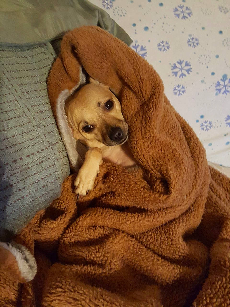 Lucky Jr. is registered to the contest to win money with this photo: carnivore, comfort, companion_dog, couch, dog, dog_breed, dog_collar, dog_supply, fawn, fur, linens, paw, pet_supply, puppy_love, retriever, sporting_group, tail, toy, wood, working_animal