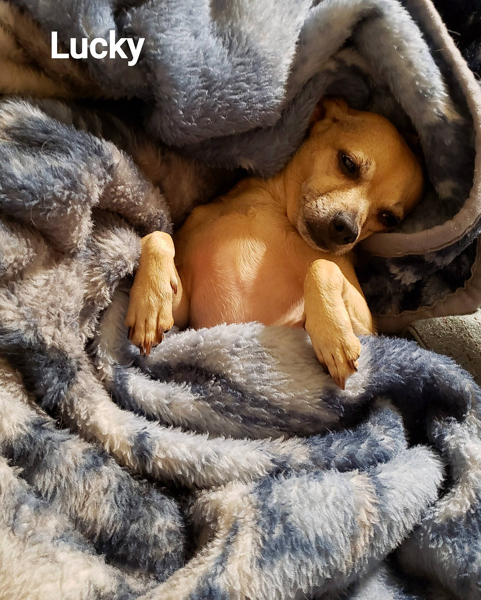 Lucky Jr. is registered to the contest to win money with this photo: art, close_up, doll, eyelash, fashion_accessory, fawn, fur, fur_clothing, linens, plush, rock, snout, stuffed_toy, sunglasses, toy, whiskers, winter, wood, wool, woolen