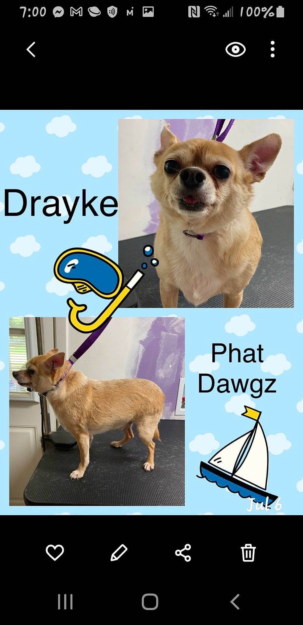 Drayke is registered to the contest to win money with this photo: advertising, canidae, carnivore, chihuahua, companion_dog, dog, dog_breed, dog_supply, fawn, font, happy, mammal, paw, pet_supply, photo_caption, sporting_group, tail, toy_dog, vertebrate, working_animal