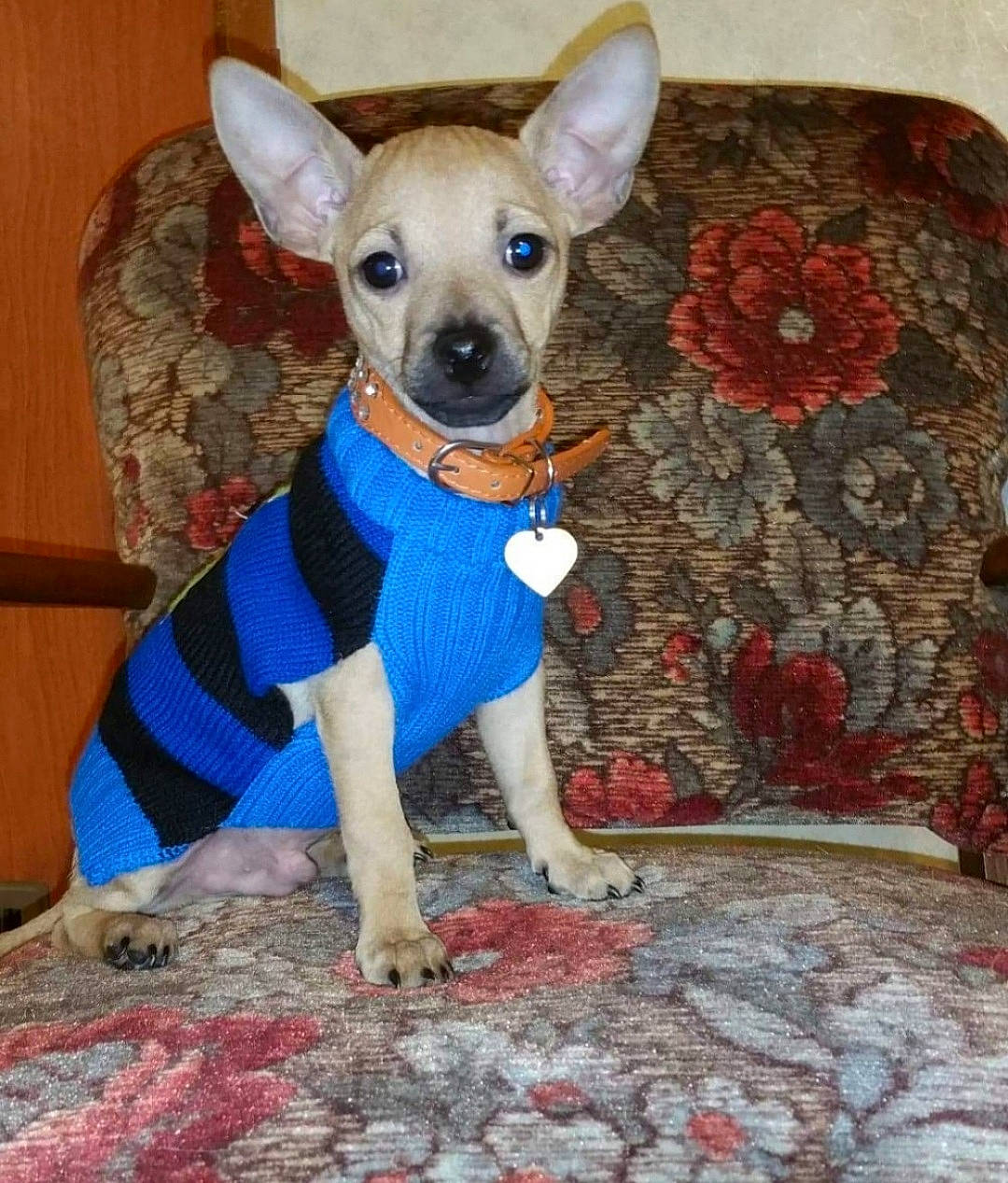 Lucky is registered to the contest to win money with this photo: art, canidae, carnivore, chihuahua, companion_dog, dog, dog_breed, dog_clothes, dog_supply, electric_blue, fawn, fur, pattern, tail, terrestrial_animal, toy_dog, whiskers, working_animal