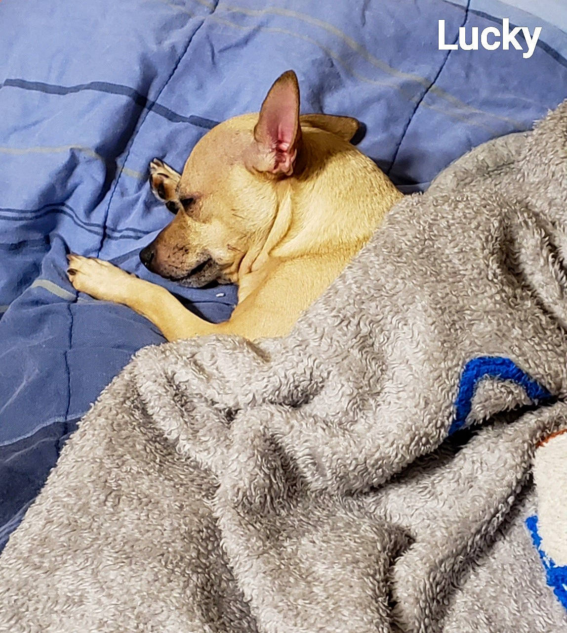Lucky is registered to the contest to win money with this photo: art, big_cats, canidae, carnivore, comfort, companion_dog, dog, dog_breed, fawn, felidae, fur, linens, nap, small_to_medium_sized_cats, snout, suidae, terrestrial_animal, toy_dog, whiskers, wildlife