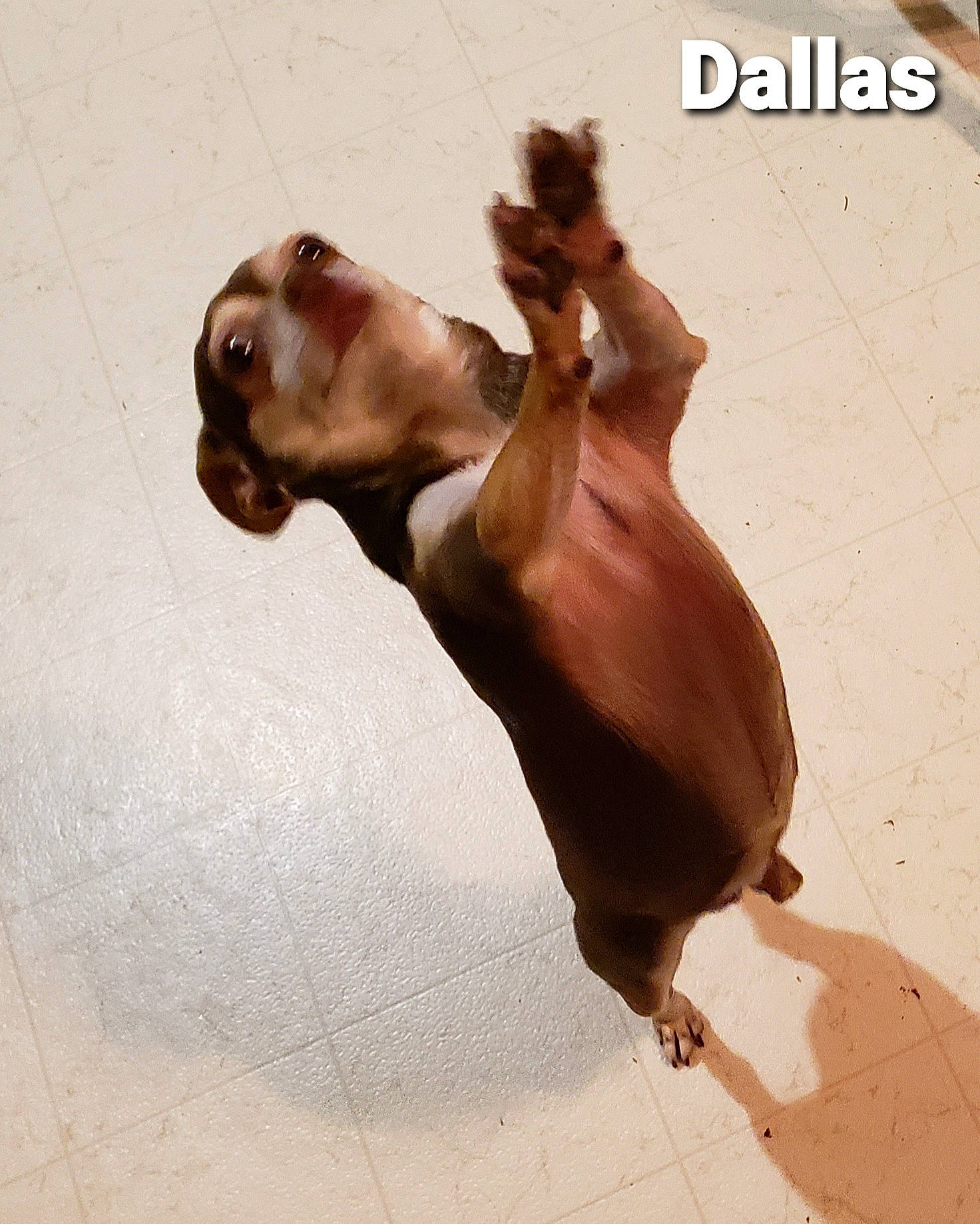 Dallas joined the competition — help win amazing prizes! art, barechested, canidae, chest, elbow, fawn, human_body, human_leg, landscape, liver, sand, shadow, snout, sorrel, terrestrial_animal, trunk, visual_arts, wildlife, wood, working_animal