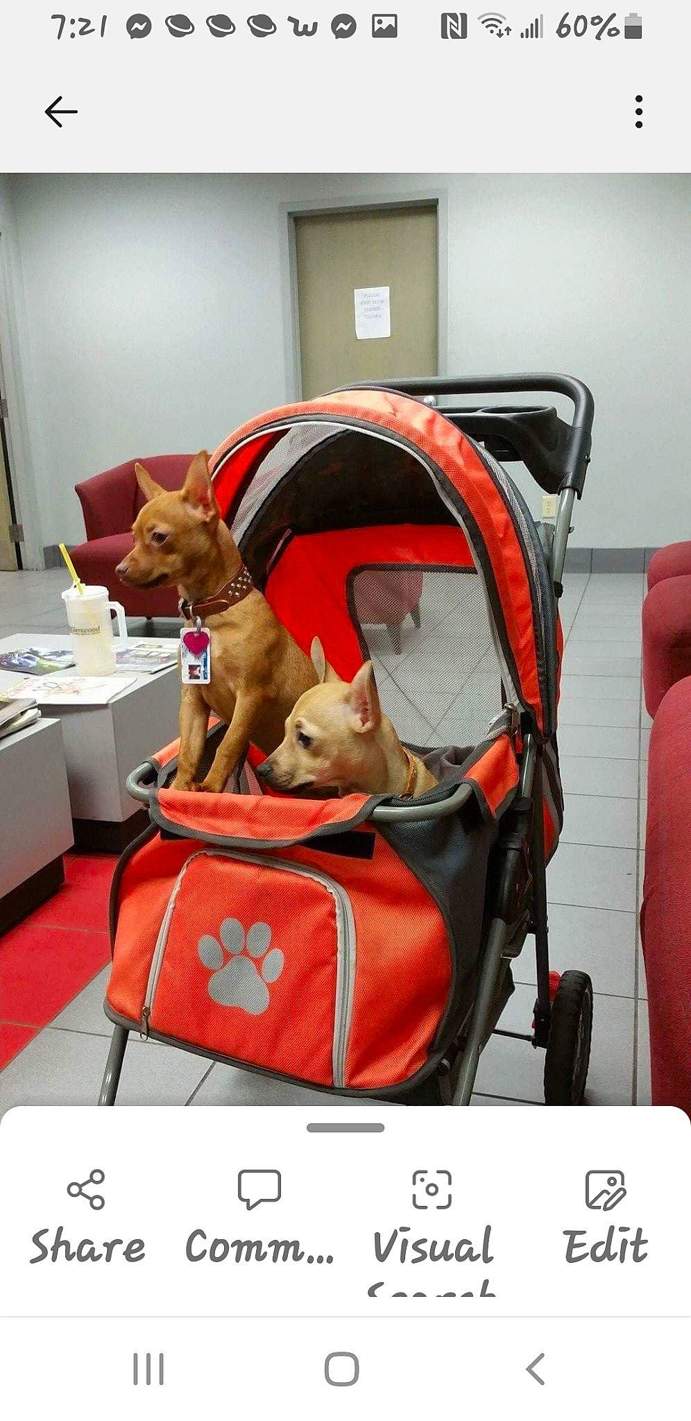 Luna joined the competition — help win amazing prizes! bag, canidae, carnivore, chair, comfort, companion_dog, couch, desk, dog, dog_breed, dog_supply, fawn, houseplant, room, sporting_group, stuffed_toy, table, toy, window, working_animal