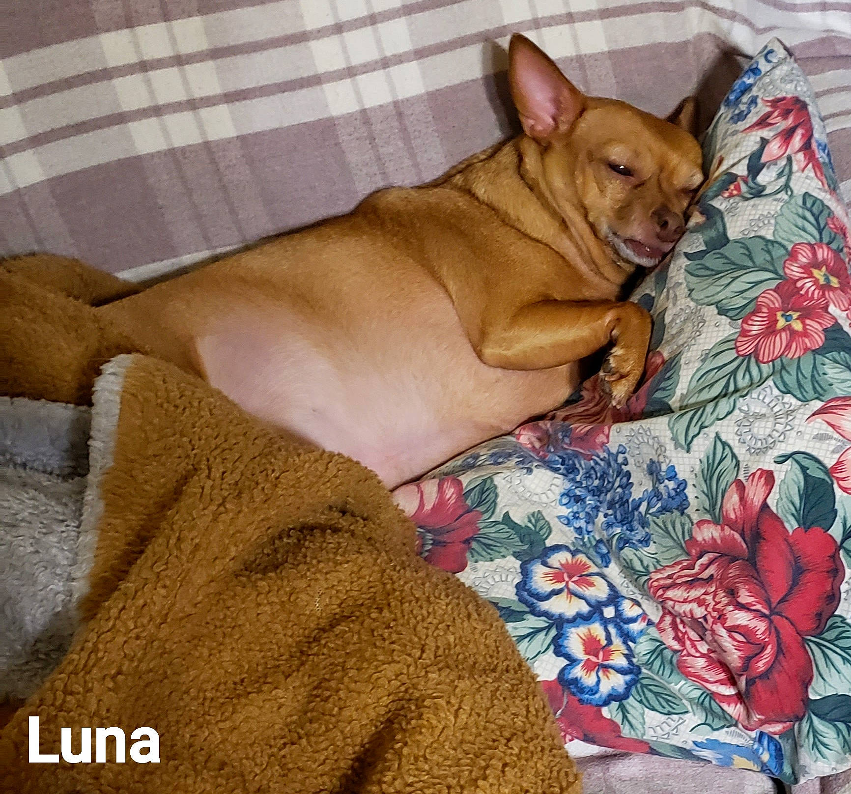 Luna joined the competition — help win amazing prizes! bed_sheet, bedding, canidae, carnivore, comfort, companion_dog, dog, dog_breed, dog_supply, fawn, fur, linens, nap, pattern, paw, sporting_group, toy_dog, whiskers, wood, working_animal