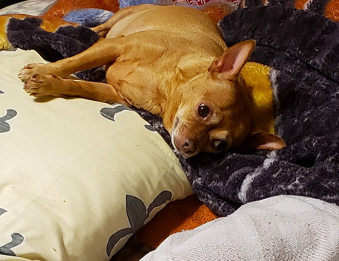 Luna is registered to the contest to win money with this photo: bedding, canidae, carnivore, comfort, companion_dog, dog, dog_breed, duvet, fawn, fur, linens, liver, snout, sporting_group, suidae, terrestrial_animal, toy, toy_dog, whiskers, working_animal