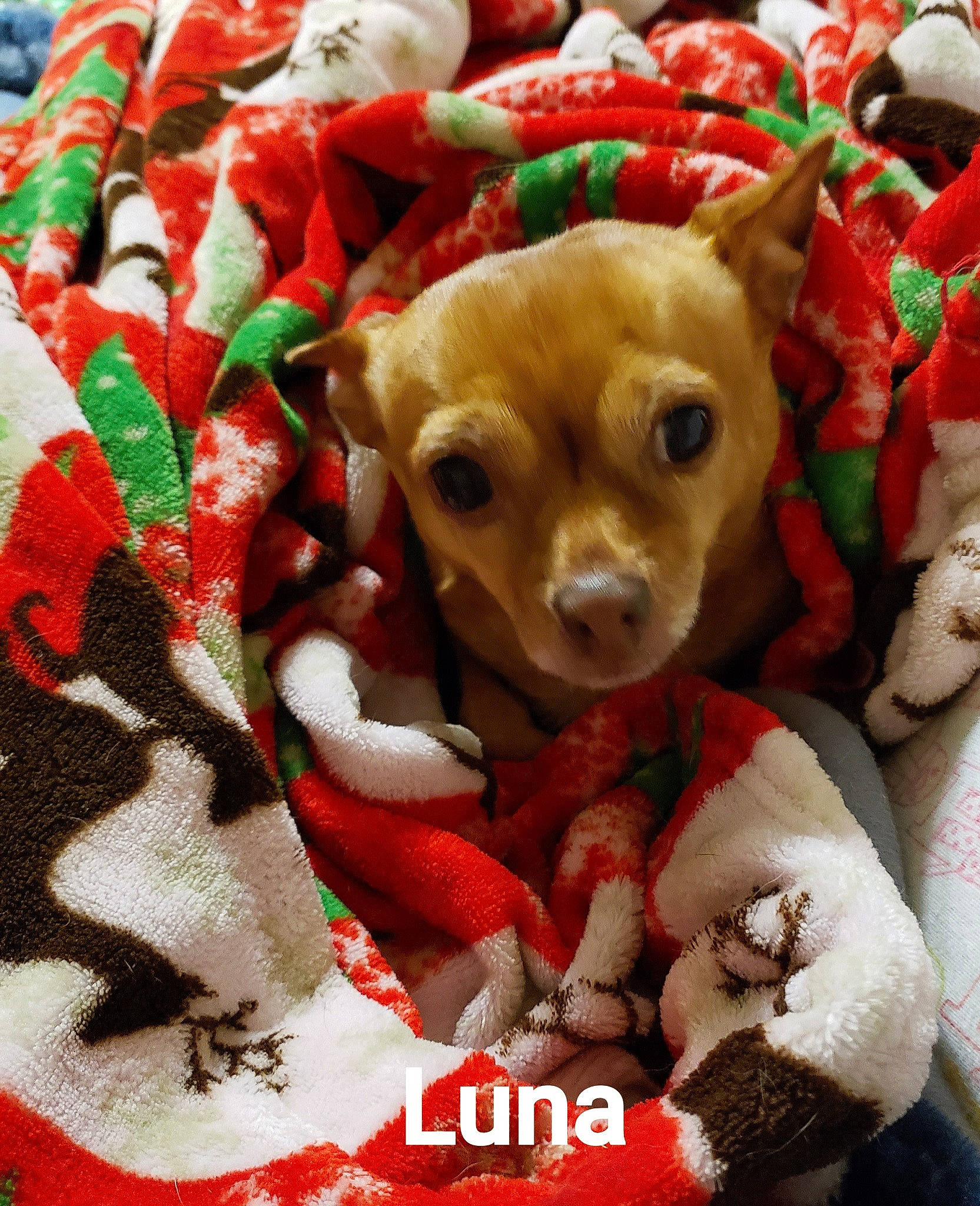 Luna joined the competition — help win amazing prizes! canidae, carmine, carnivore, christmas, christmas_eve, christmas_ornament, companion_dog, dog_breed, dog_supply, event, fawn, fictional_character, fur, holiday, plush, snout, sporting_group, stuffed_toy, toy, working_animal