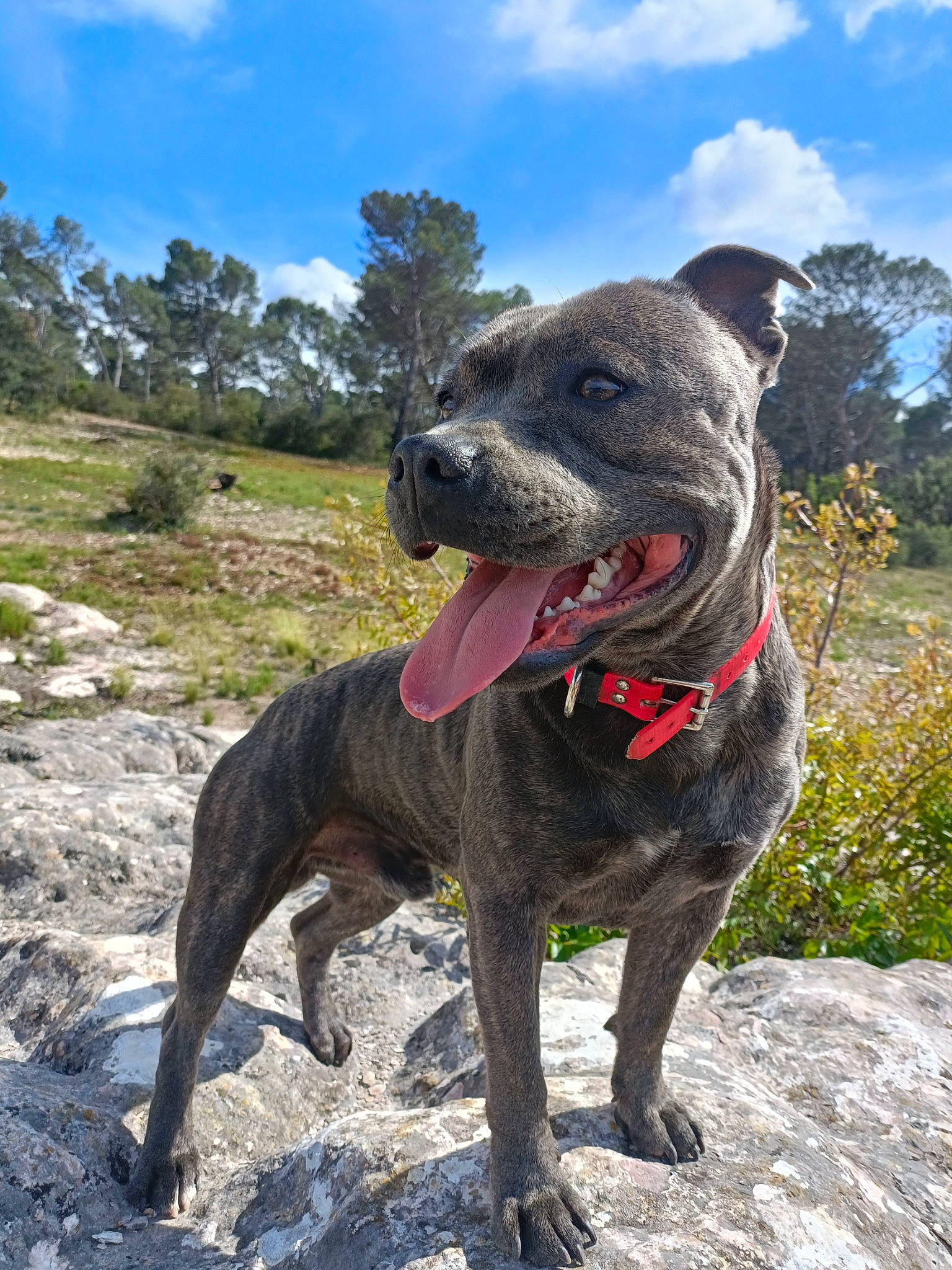 Tyron participe au concours pour gagner de l'argent avec cette photo : canidae, carnivore, cloud, collar, companion_dog, dog, dog_breed, dog_collar, fawn, guard_dog, plant, recreation, rock, sculpture, sky, sporting_group, terrestrial_animal, tree, working_animal, working_dog